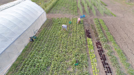 two farmers working in field 4k