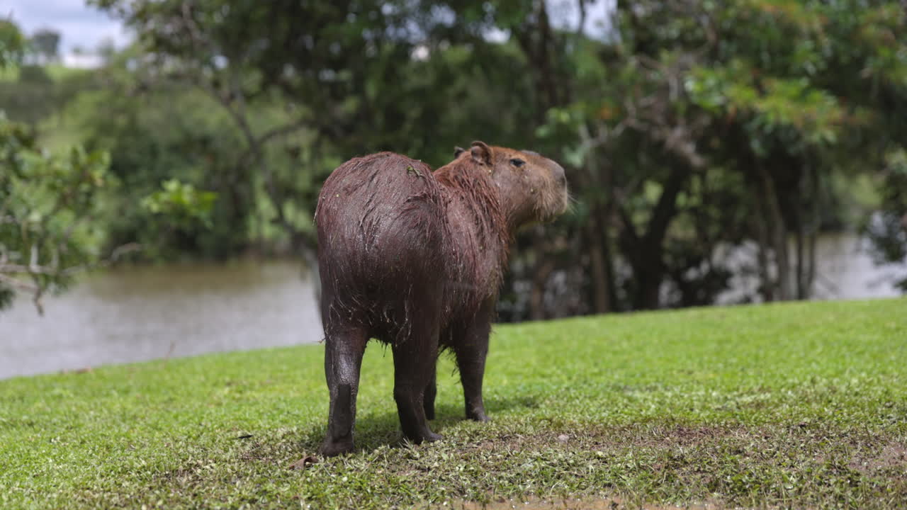 capybara se para frente al río mojado en un caluroso día de verano