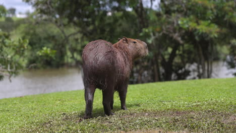 capybara stands in front of river dripping wet on hot summer day