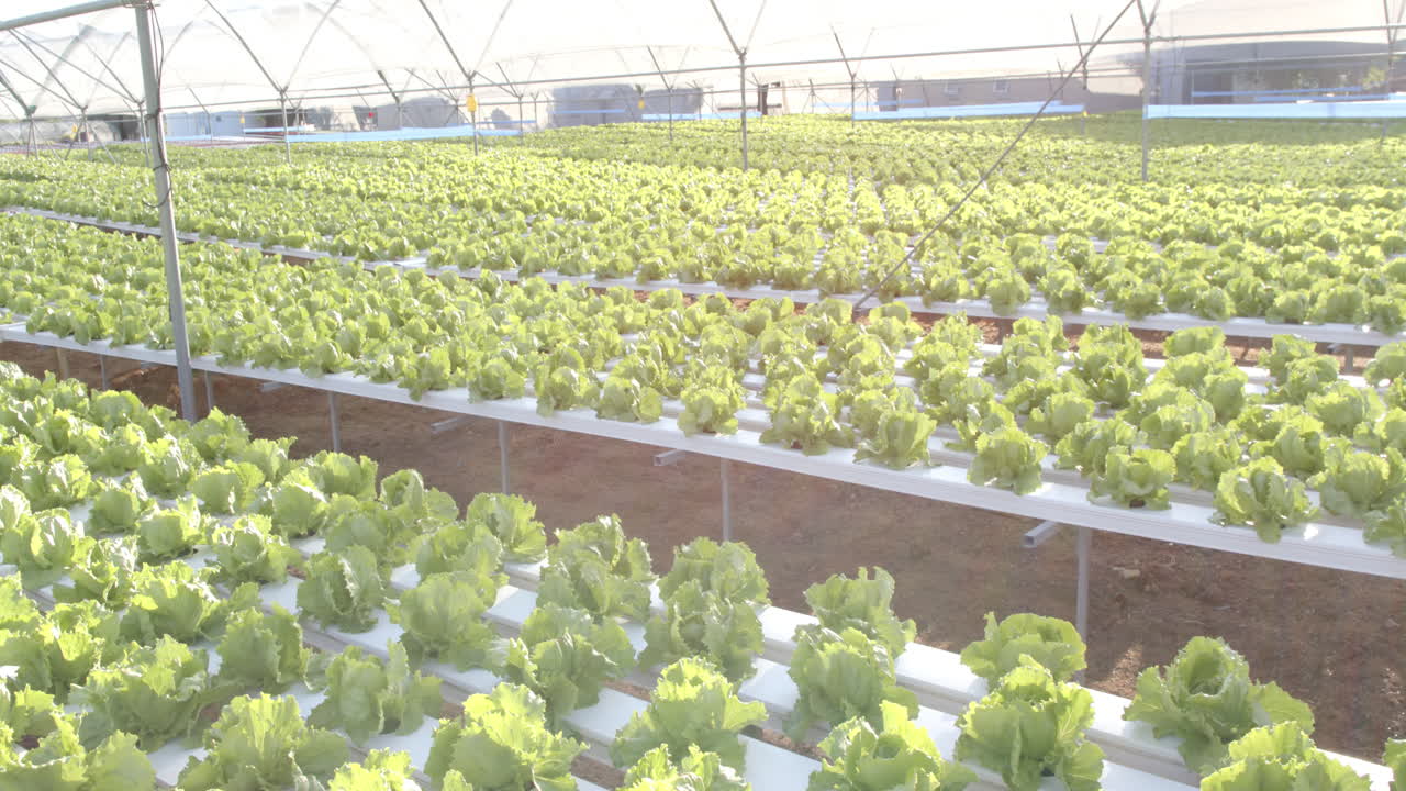 Growing fresh lettuce in hydroponic farm, showcasing sustainable agriculture in greenhouse, copy spa