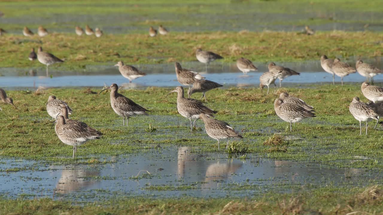 caerlaverock 습지 센터 사우스 웨스트 스코틀랜드의 침수된 들판에서 쉬고 있는 curlews 그룹
