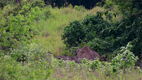 Los-Elefantes-Asiáticos-Son-Especies-En-Peligro-De-Extinción-Y-También-Son-Residentes-De-Tailandia