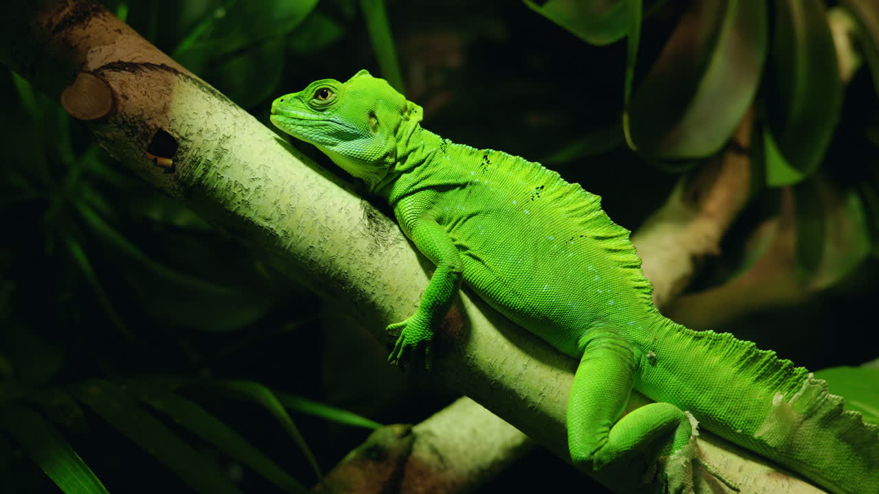 Green Basilisk Lizard on a Branch
