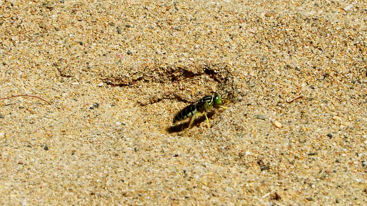 Sand wasp or bembicini digging away at sand hill, close up