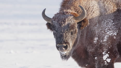 telephoto slomo shot on head and front part of european bison with frozen coat