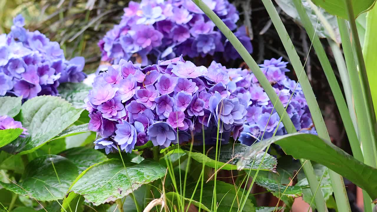 hortensias púrpuras con hojas verdes en hanoi