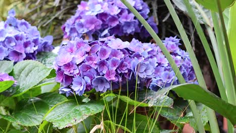 purple hydrangeas with green leaves in hanoi