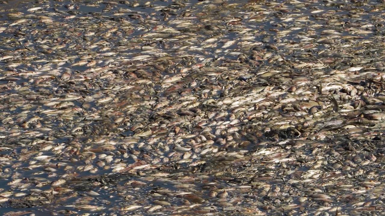 Pesce morto in decomposizione sul fondo di un lago secco che crea una pericolosa zona a rischio di infezione