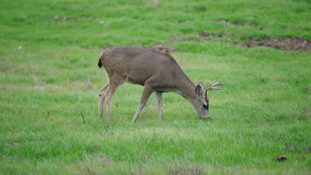 초록 잔디를 잡아먹는 사 사의 텔레포토 클로즈업