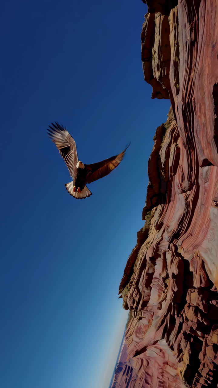 Bald Eagle Soaring Above Red Rock Canyon