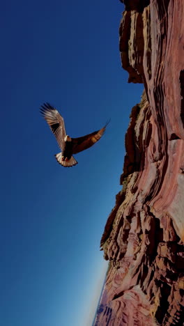 bald eagle soaring above red rock canyon