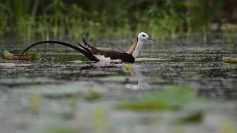 elegant jacana bird bends down to pick food from green aquatic vegetation