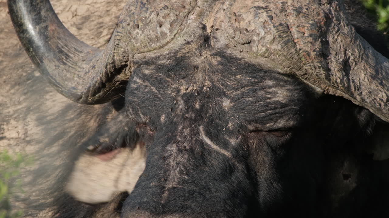 곡선 된  ⁇  을 가진 아프리카 버팔로 머리 의 클로즈업