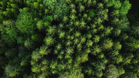 Aerial-of-forest-in-Switzerland