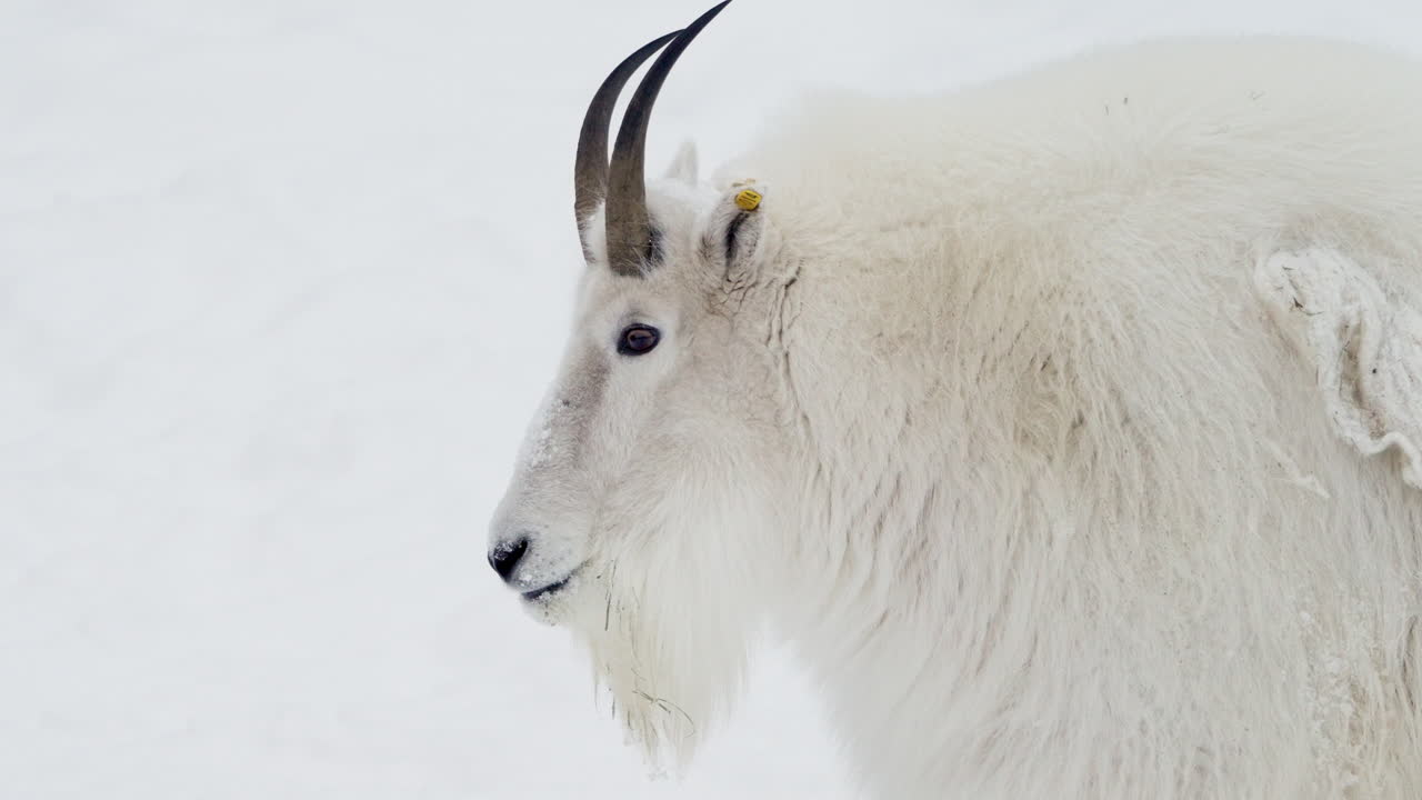 cerca de la cabra de montaña durante el invierno en yukon, canadá