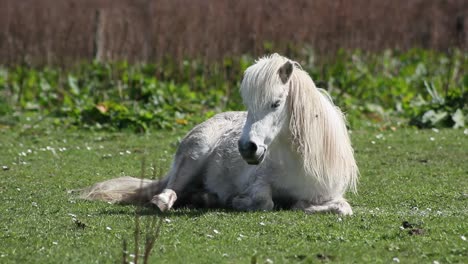 white pony lying down on the green grass, relaxed