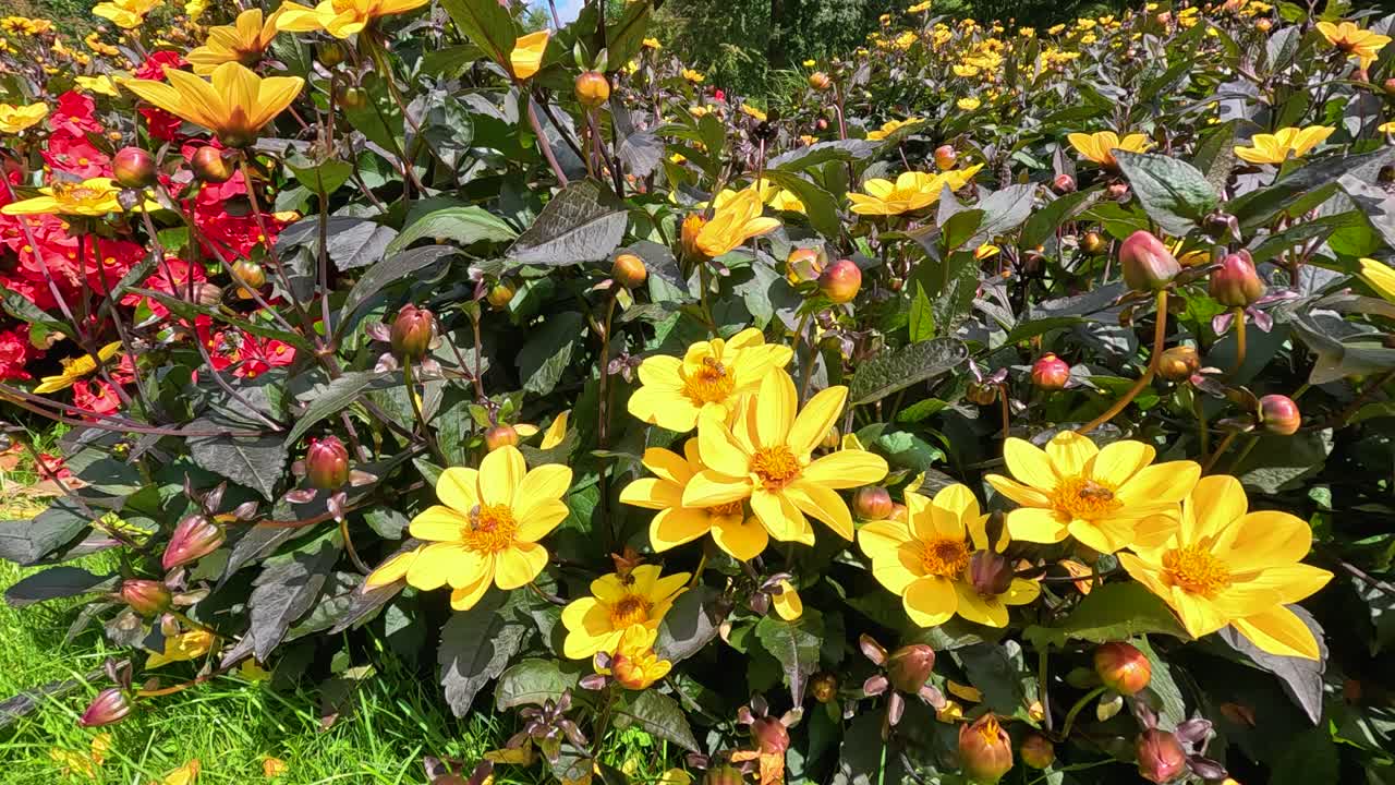 A bee actively pollinates vibrant yellow Turnera ulmifolia flowers in a lush garden, captured in bright natural daylight with a steady camera