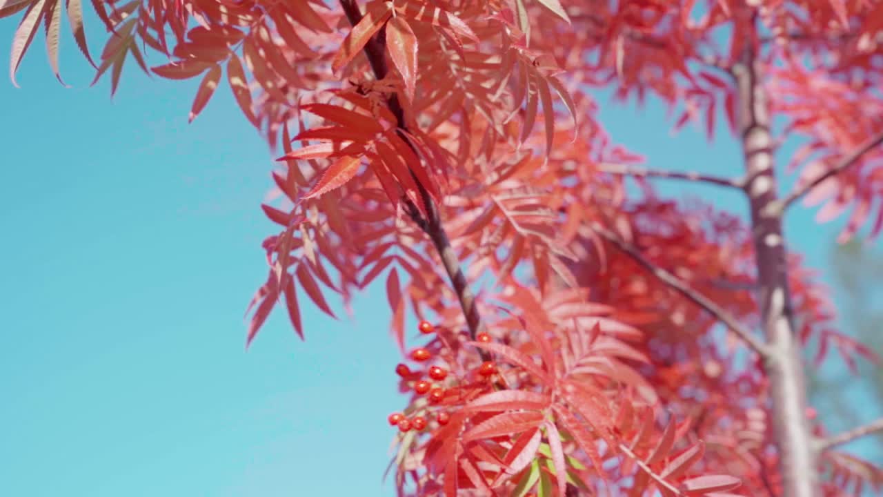 árbol con hojas rojas en otoño