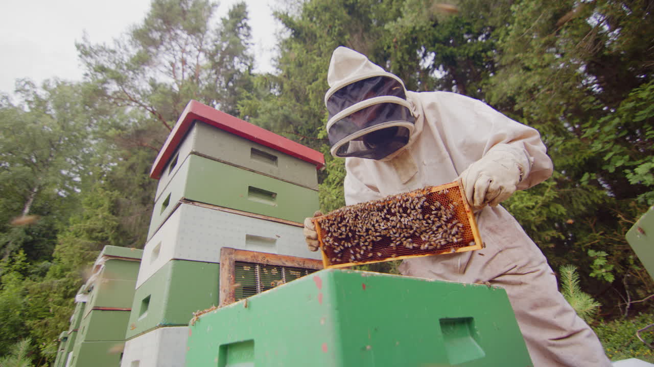 벌 들 사이 에서 벌집 프레임 을 점검 하는 슈트 를 입은 양봉업자 의 위쪽 을 바라보는