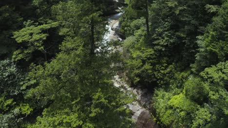 Shiratani-Unsuikyo-Bosque-De-Cedros-Japoneses,-Toma-De-Inclinación-Aérea,-Yakushima