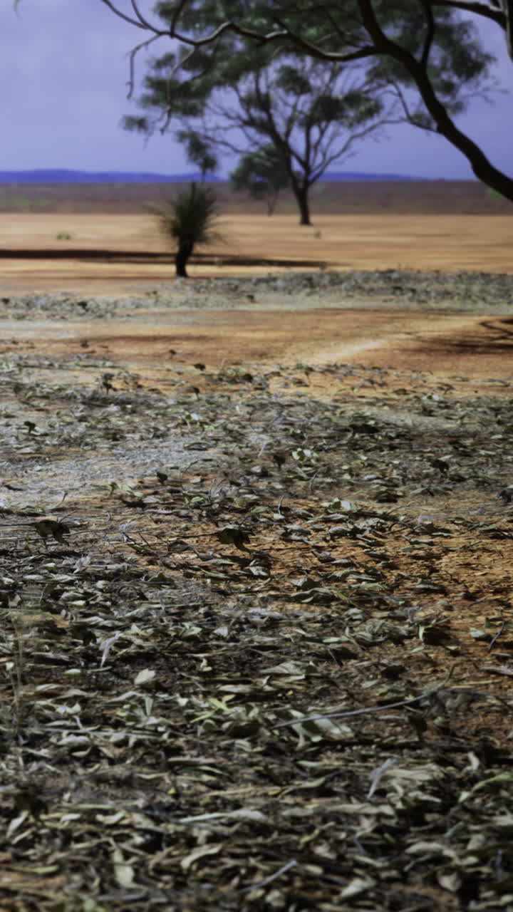 Terreno arido con foglie vicino agli alberi in un vasto paesaggio aperto al crepuscolo