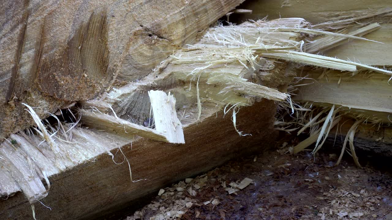 숲에서 나무가 쓰러졌어요.