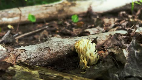 Hongo-Coralino-Artomices-Pyxidatus-O-Coral-Corona-Que-Crece-En-El-Suelo-Del-Bosque-Duff