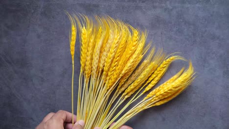 hand holding a bunch of yellow wheat stalks