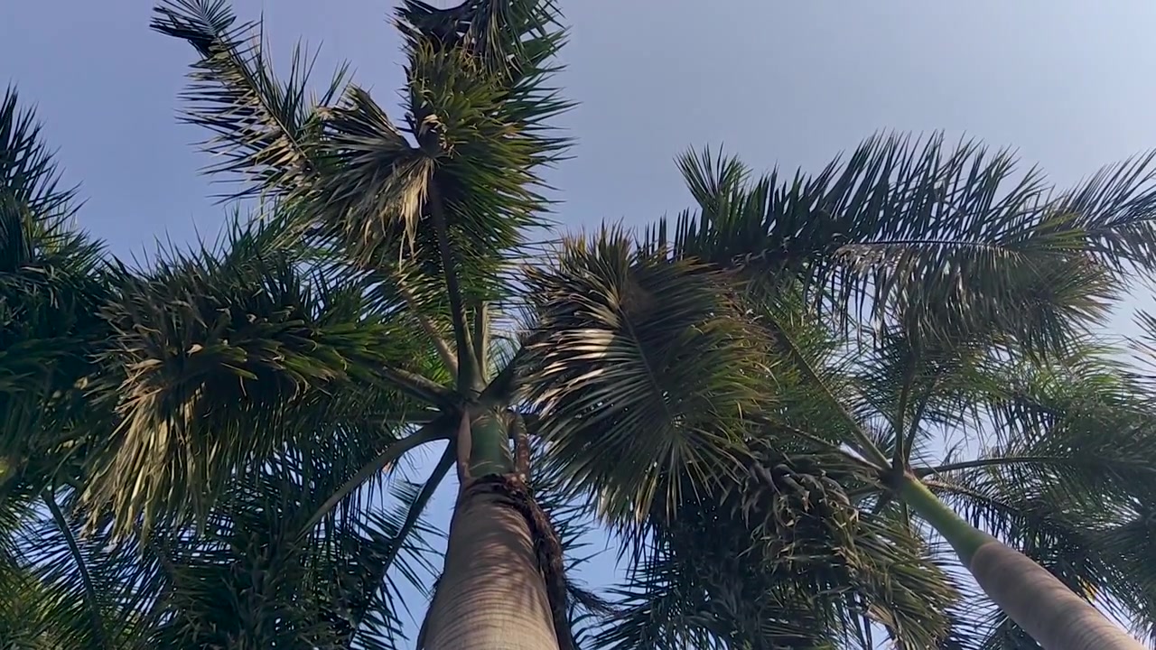 Vista dal basso di alte palme che ondeggiano al vento contro un cielo azzurro e limpido, ideale per viaggi tropicali, atmosfera estiva, relax e immagini di ambienti naturali
