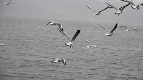 pájaros en cámara lenta en el lago en dali, china