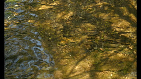 Slowly-moving-water-in-the-stream