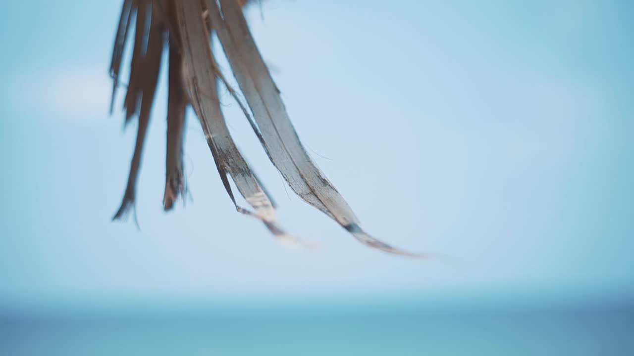 rama de palma de dátiles en una de las playas de arena locales en beirut