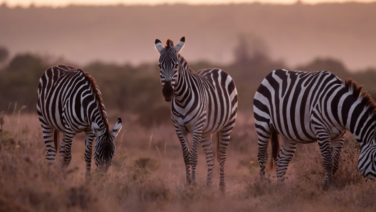 Vidvinkelskud af en hjord zebraer, der græsser på savannen.
