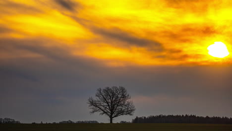 leafless tree centered in field below cloudy sky with red sun rising