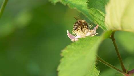 honey bee collecting pollen crawling on blackberry blossom flower - macro closeup slow motion