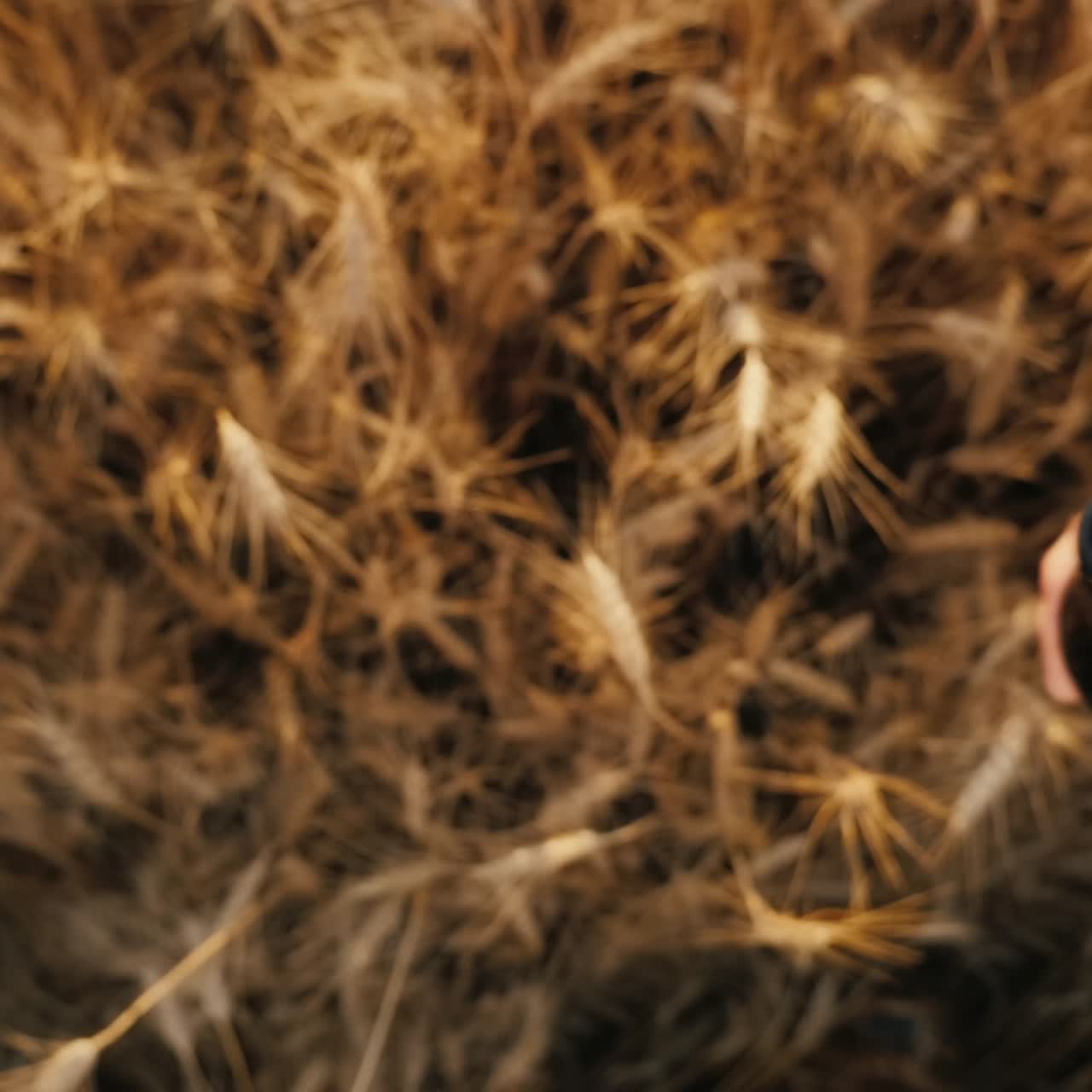 dos manos masculinas tintinean vasos de cerveza al atardecer 3