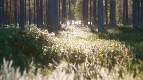 Sonnenlicht-Fällt-Durch-Bäume-Im-Wald