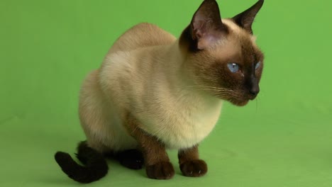 siamese cat looking around on green screen full shot