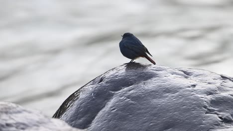 Wasserrotschwänzchen-Hocken-Morgens-Auf-Einem-Felsen-Im-Wasserlauf