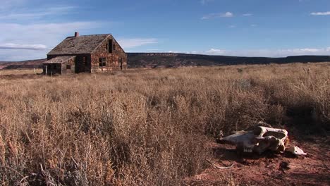 medium shot of a cow skull in the brush beside an abandoned homestead