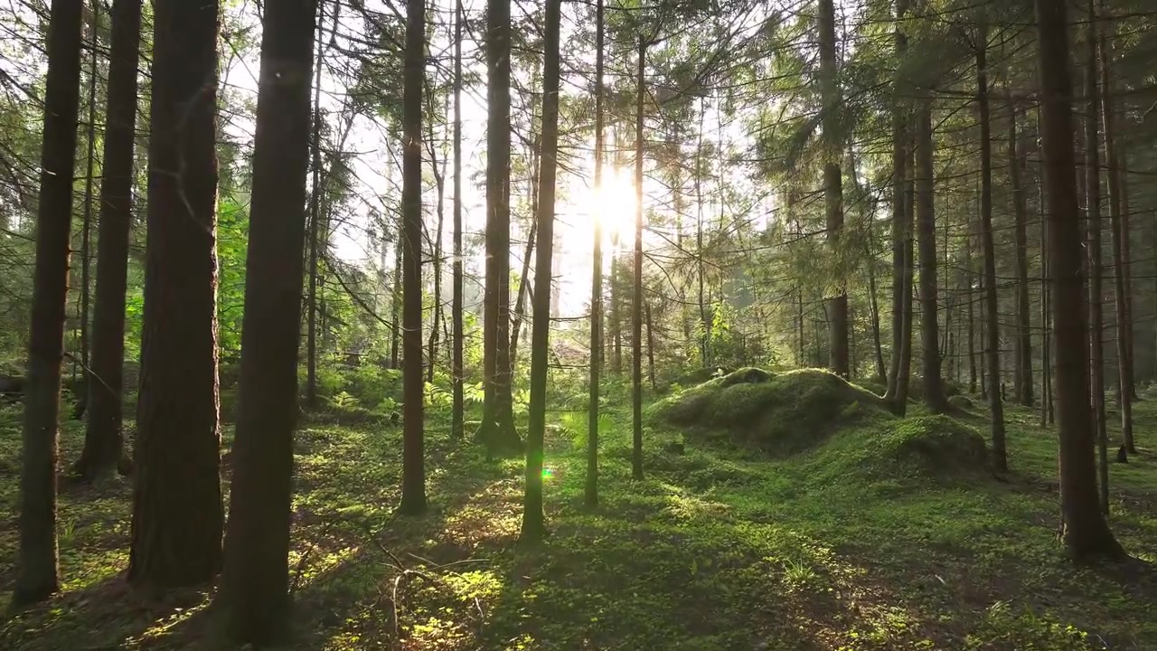 La luce del sole attraversa gli alberi in una foresta lussureggiante