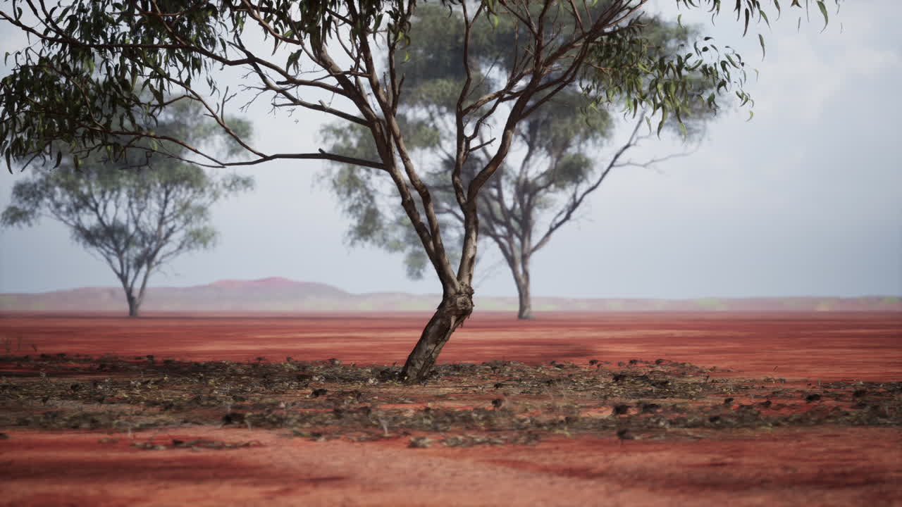un árbol solitario se encuentra en un vasto paisaje desértico rojo