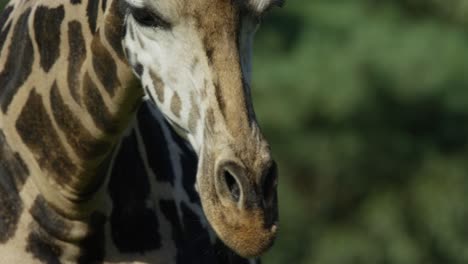 Giraffe-Im-Dschungel,-Nahaufnahme-Des-Kopfes,-Zeitlupe,-Warmer-Und-Sonniger-Tag,-Rot-4k