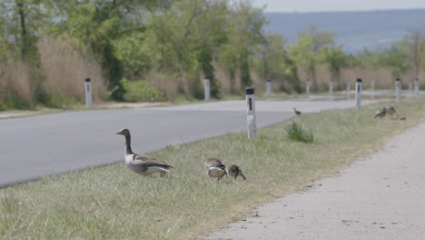 ganso greylag buscando comida cerca de una carretera peligrosa