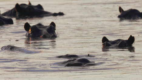 a herd of hippos submerged in water during sunset - close up