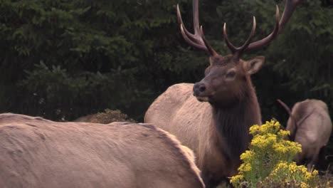 Elk-walk-through-a-clearing