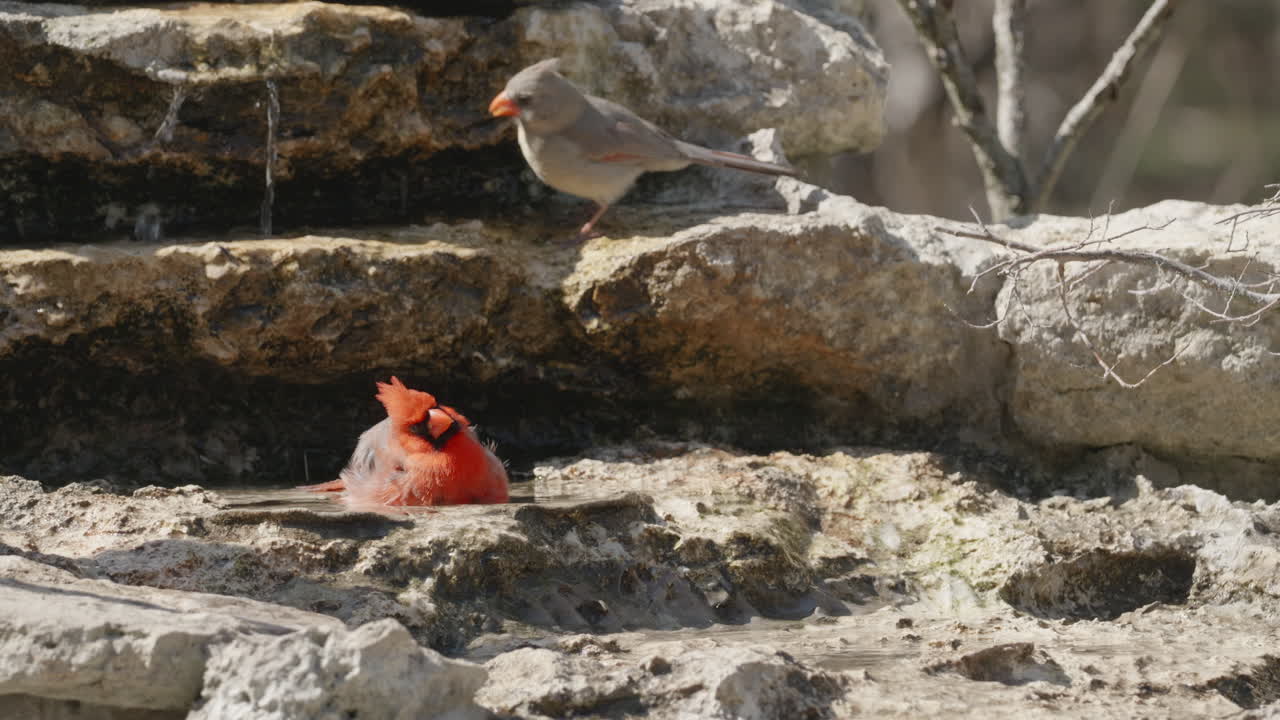 Cute Northern Cardinal bathing in a pool of water - Cardinalis cardinalis
