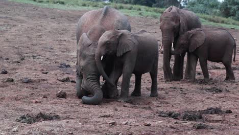 madre elefante se arrodilla junto a su ternero en el bosque