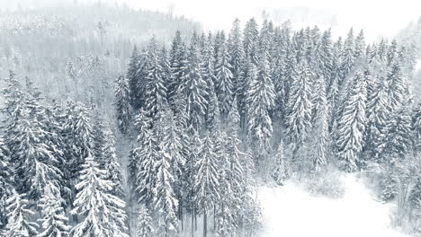 Luftaufnahme-Des-Waldes-Während-Des-Schneesturms,-Weiße-Winterlandschaft-Während-Des-Schneesturms,-Drohnenaufnahme-Des-Kieferndachhintergrundes