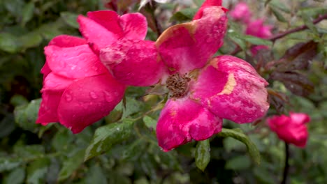 Schnee-Fällt-Auf-Rosa-Rosenblüten,-Nahaufnahme